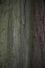 Obraz premium Old tree bark texture background close up wiew with moss