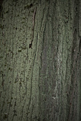 Old tree bark texture background close up wiew with moss