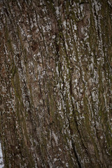 Old tree bark texture background close up wiew with moss