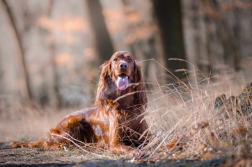 Irish setter hound dog in winter forrest