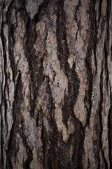 Old tree bark cracked texture background