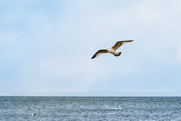 Seagull flying over the sea