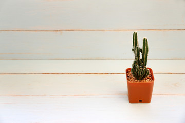 Cactus on old wooden table.Vintage Style.