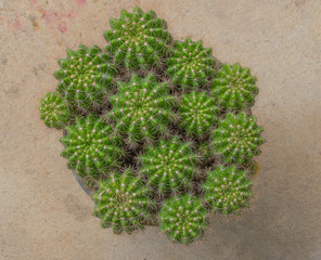 Various cactus plants;Green Cactus closeup. Green San Pedro Cactus, thorny fast gro