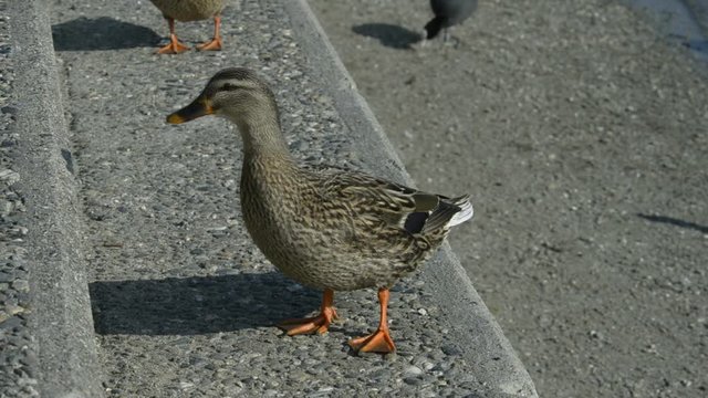 Duck with ducklings on walk