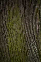 Obraz premium Old bark tree texture close up