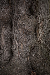 Old bark tree texture close up