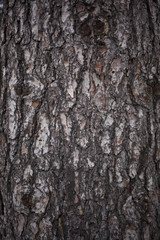 Old bark tree texture close up