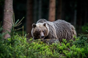Naklejka na ściany i meble Brown Bear (Ursus arctos)