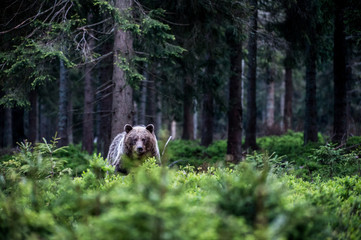 Brown Bear (Ursus arctos)