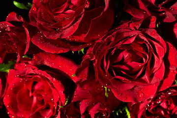 Naklejka premium red roses macro