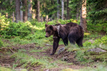 Fototapeta na wymiar Brown Bear (Ursus arctos)