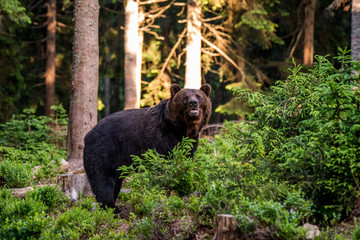 Obraz premium Brown Bear (Ursus arctos)
