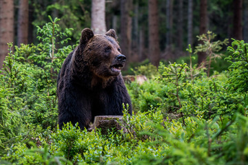 Brown Bear (Ursus arctos)