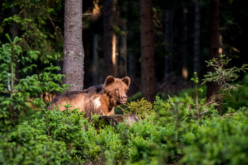 Brown Bear (Ursus arctos)