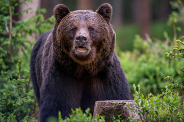 brown bear Ursus arctos