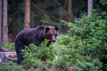 Brown Bear (Ursus arctos)
