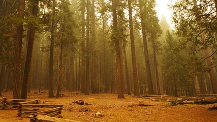 Fototapete Wood smoke, Sequoia National Park, California, USA © Александр Шморгунов