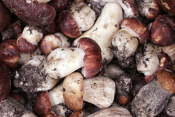 White mushrooms. Karelia. Russia
