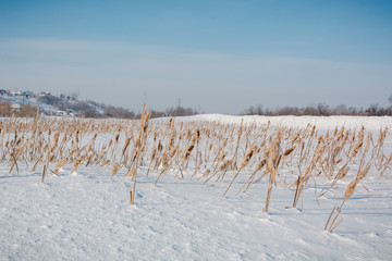 Scirpus in the winter under snow. Russia in the winter during cold a cane.