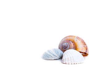 seashells isolated on white background