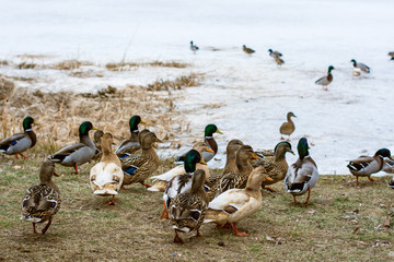 Many ducks  in outside 