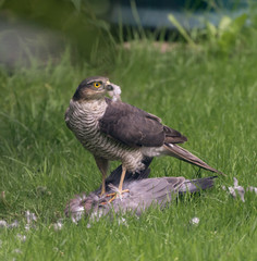 Sparrow Hawk devouring a freshly killed pigeon