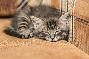Gray kitten sleeping on a couch.