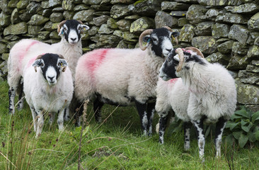 Group of sheep by a dry stone wall in Martindale in the English Lake District