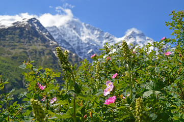 Fototapeta premium Close-up view of flowering alpine meadows, mountains covered with snow at the background.
