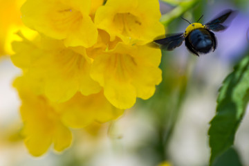 Macro of Bee (Bumblebee) and yellow flower