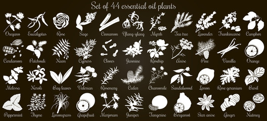 Big vector set of 44 flat style essential oil plants. White Silhouettes on black