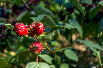 Obraz na płótnie Canvas Roselle (plant) or Hibiscus sabdariffa