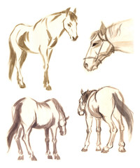 Hand drawn brushstroke sketch on paper, horse drawing set