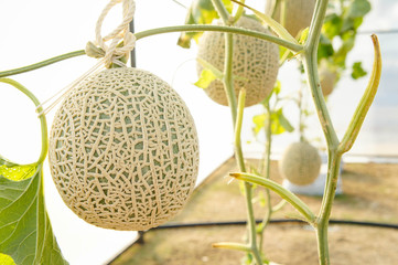 The melon in greenhouses