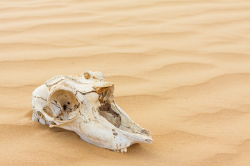 Animal scull in sand desert