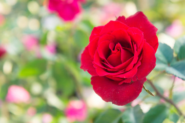 red rose in the park , on blur background ,colorful style
