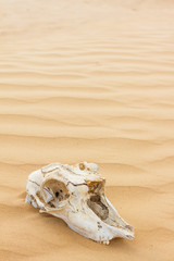 Animal scull in sand desert