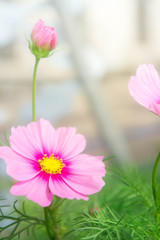 pink flowers in the park , cosmos flowers in the garden with sunlight pastel vintage style