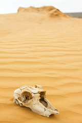 Naklejka premium Animal scull in sand desert