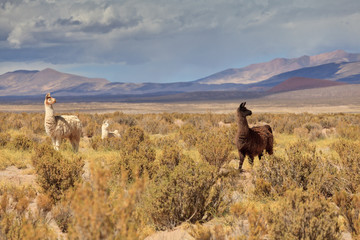 Lamas walk in Argentina desert