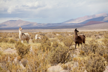 Lamas walk in Argentina desert