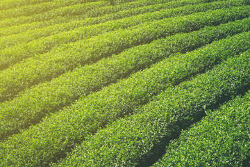 Green tea field and plantation in morning with sunlight.