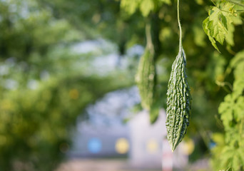 Close up bitter gourd or bitter cucumber growing in field plant agriculture farm.