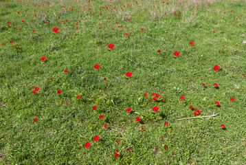 Fototapeta premium Red Anemones in a green field