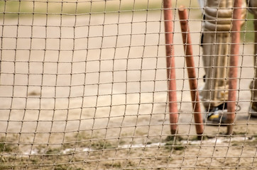 Cricket player netpractice