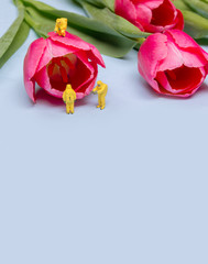 Team Quality Control tulip flower