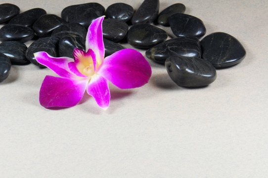 Purple orchid with black smooth stones on gray background.