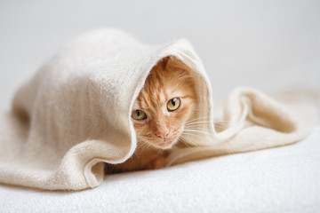 Orange fluffy cat sitting sitting under beige knitted blanket.
- 138575101