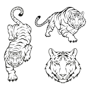 Tiger set, isolated on white background, illustration, suitable as logo or team mascot